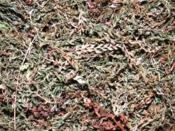 Φτέρη (Fern)