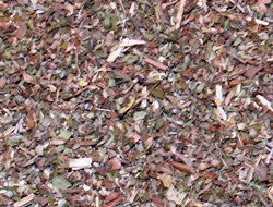 Νεπέτα (Catnip)