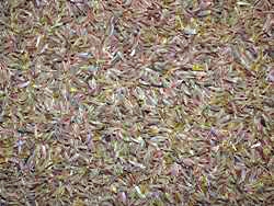 Κύμινο (Cumin)