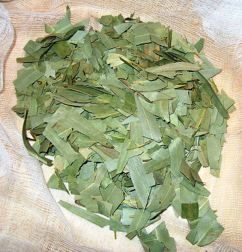 Φύλλα Ευκάλυπτου (Eucalyptus)