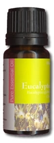 Ευκάλυπτος (Eucalyptus)