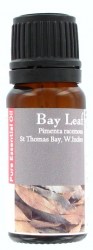 Δάφνη (Bay Leaf)