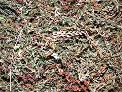 Φτέρη (Fern)