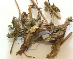 Φύλλα Πατσουλί (Patchouli Leaves)
